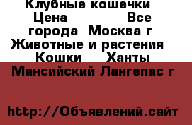 Клубные кошечки › Цена ­ 10 000 - Все города, Москва г. Животные и растения » Кошки   . Ханты-Мансийский,Лангепас г.